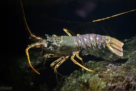 人和龙虾都由细胞组成，既然龙虾可以永生，为什么人类不行？图片