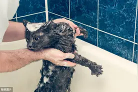 怎么让怕水的猫咪乖乖洗澡图片