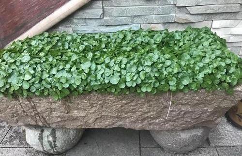 铜钱草生小绿虫怎么办