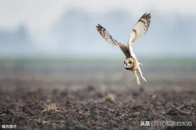 短耳猫头鹰空中舞图片