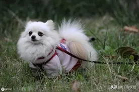 狗狗从地上捡吃的很危险，这一习惯惯不得，到底该如何纠正？图片