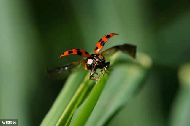 童年游戏之虫虫飞