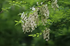 宝鸡野河山第十三届槐花节开幕图片