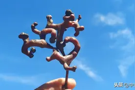 水果拐枣功效大：解酒毒、治风湿、益气补血，老少皆宜图片