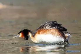 青海湖出现水驴子，头戴花冠脚如花瓣，求偶时用水草做定情信物图片