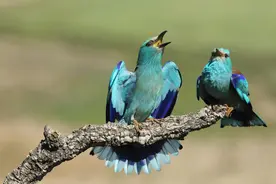 散文：鸟鸣（值得一读）图片