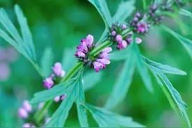 草花的栽培技术，掌握科学合理养护技术，提高草花的整体质量图片