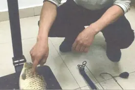 抖音刷出锚鱼“黑科技”，钓友效仿险入班房图片