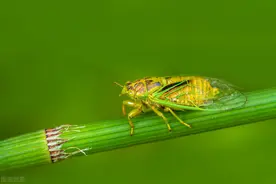 蝉声中的乡愁图片