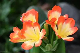 君子兰能否开花，看3处就知道！君子兰有4个特征，或和开花无缘图片