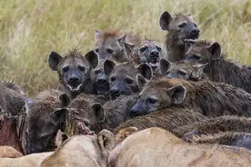 长着假丁丁的雌性斑鬣狗是如何维系自己在群族中的统治地位的？图片