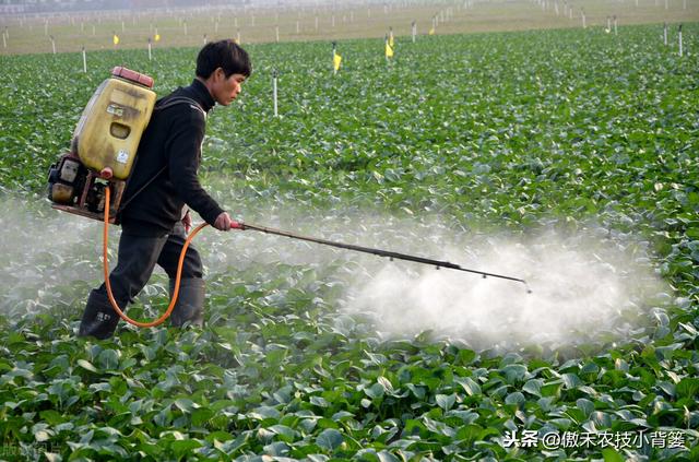氨基寡糖素使用安全、功能强大、效果好，防治作物病害要巧用
