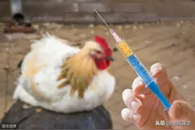 如何搞好鸡场消毒和病毒病免疫接种图片