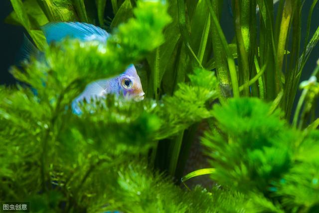 玩草缸不知从何入手？其实不难，5步打造漂亮的水草缸