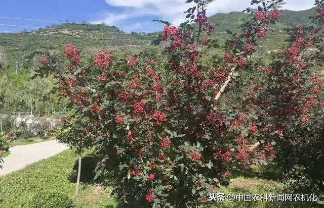 花椒树如何预防倒春寒？大致可分三大类