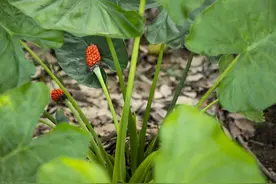 滴水观音叶片青翠，在种植过程中注意这5个方面，避免发生黄叶图片