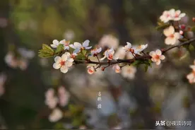 【夜听美文】牵手温暖，赏一季春色图片