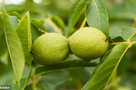 五月，核桃树病虫害防治要抓紧图片