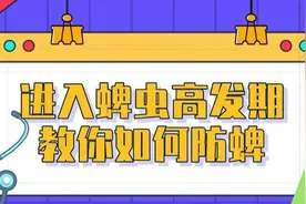 “蜱虫病”高发！千万别小瞧这种虫子！图片
