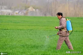 使用小麦除草剂，怎么避免药害？药害产生后，又该如何补救？图片