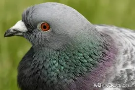 「赛鸽资讯」鸽子这样去火有伤害，好多人都搞错了图片
