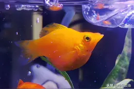 集邮式玩鱼法，不仅考验你的养鱼功力，还考验你的运气图片