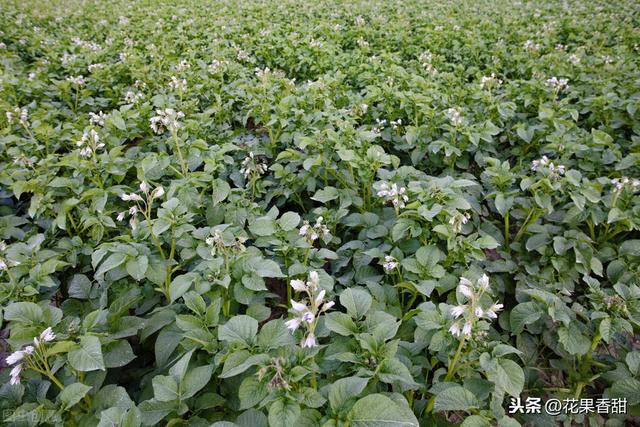 春季马铃薯栽培技术方案来了，大家快来看看吧