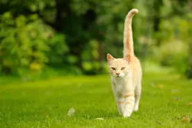 猫咪不停地摆动尾巴是在表达什么意思，是生气了，还是要进攻图片