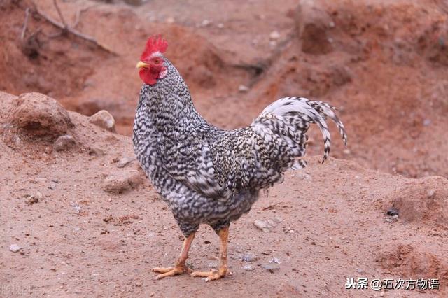 伴性遗传，芦花鸡的奥秘