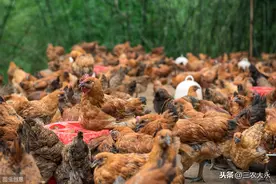 都是散养鸡，为什么人家养鸡就是不起球虫？原来高手是这样做的图片