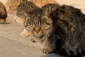 “实拍”午后的小猫，困意袭来，阳光下眯一会图片