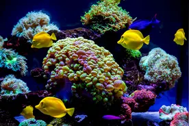 海水缸怎么玩？从设备到系统，一步步教你玩转海水缸，不难图片
