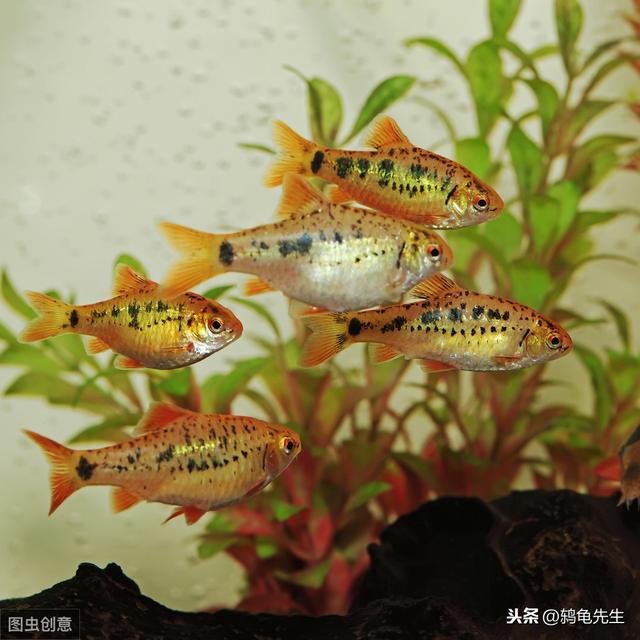 辟谣：水草不能代替硝化细菌处理鱼缸氨氮？其实水草除氨效果更好