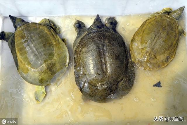 野钓甲鱼的最佳方法和技巧（野河想钓获甲鱼太难）