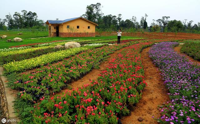 商河花卉养殖基地乡村绿洲-措必培