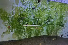 这种水草最容易在鱼缸内饲养，还可以用来繁殖很多小型观赏鱼图片