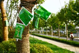 大树移植技术，掌握以下注意事项和种植技术要点，确保树木成活率图片