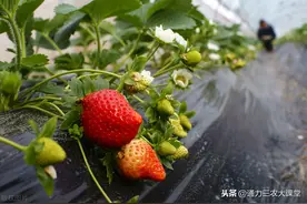 草莓重茬病害从何而来，作物重茬能不能解决，5分钟让你全面了解图片
