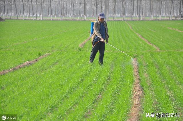 杩欎釜鎵嶆槸鏈€濂界殑楹︾敯闄よ崏鍓傞厤鏂癸紝2鈩冧互涓婂氨鑳界敤锛岄櫎鑽夊共鍑€涓嶅弽寮? onerror=