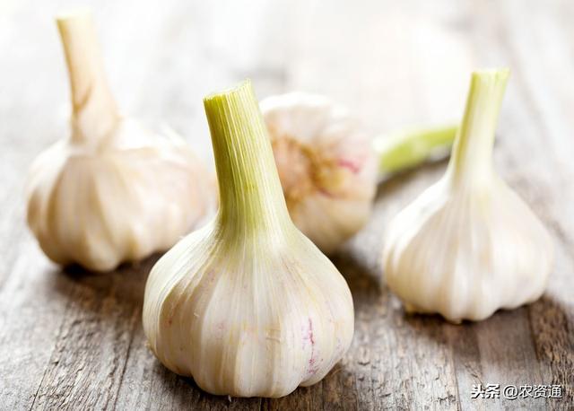 大蒜返青期、抽薹期、膨大期，用2种肥喷3次，每亩多收上千元