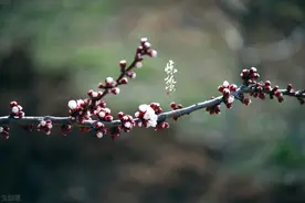 “未蛰先雷，人吃狗食”啥意思，为何农民忌讳惊蛰前打雷？图片