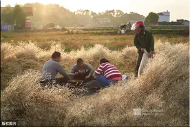 传统的收割方式，你是否见过？图片