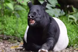 这里出现五不像！像熊像犀牛像猪似象似马，用鼻子闻气味识别敌情图片