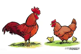 浅谈鸡人工授精的操作要点图片