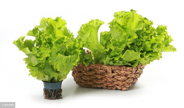 白萝卜是turnip还是radish(西兰花的英文是什么认识蔬菜英语单词)