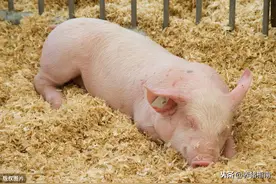 干货分享|图解母猪难产和助产技巧图片