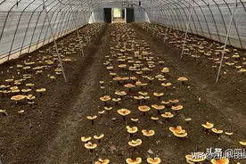 用科技之火点燃乡村振兴——中科院成都分院帮扶利州区发展纪实图片