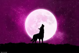 美国公众为什么半夜“狼嚎”？源于西方历史上的“狼人”文化!图片