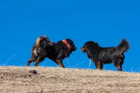 长白山的汗王犬遇上了藏獒，汗王犬劳苦功高却必须离开（3）图片