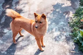 最会看家护院的七种狗狗，就算是主人不在家，小偷也不敢进去图片